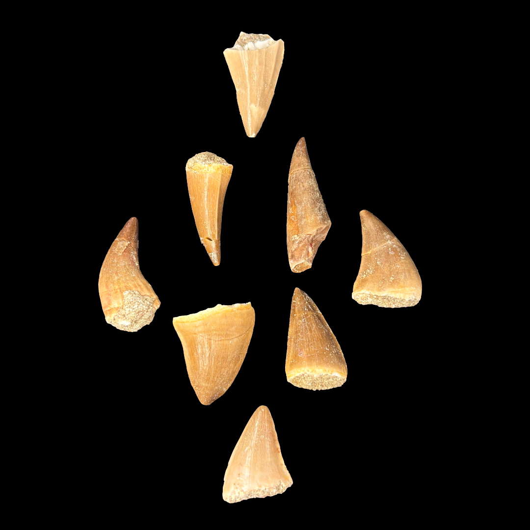 Pair of small mosasaur tooth fossils showing natural variation
