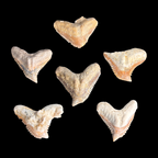 Group of authentic tiger shark tooth fossils from Morocco measuring 2–3 cm