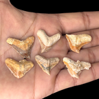 Tiger shark tooth fossils shown in hand for size comparison