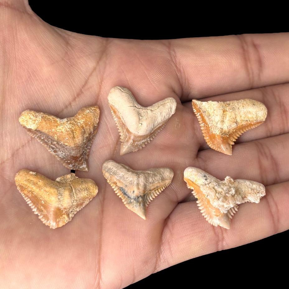 Tiger shark tooth fossils shown in hand for size comparison