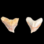 Pair of natural tiger shark tooth fossils showing variation