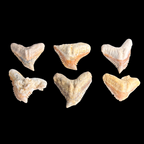 Selection of natural tiger shark tooth fossils chosen at random