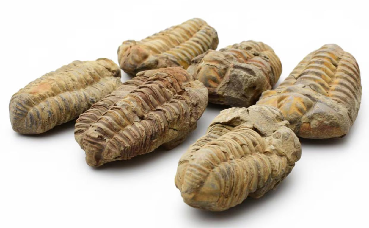 Bundle of trilobite fossils from Morocco natural prehistoric fossil group display