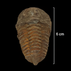Trilobite fossil with size measurement in cm natural fossil Morocco display
