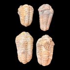 Multiple trilobite fossils from Morocco small natural fossil specimens collection