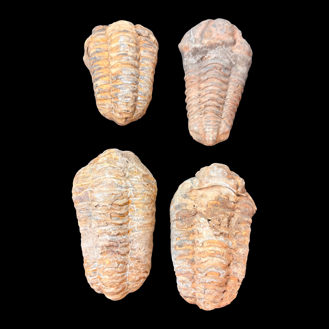 Multiple trilobite fossils from Morocco small natural fossil specimens collection
