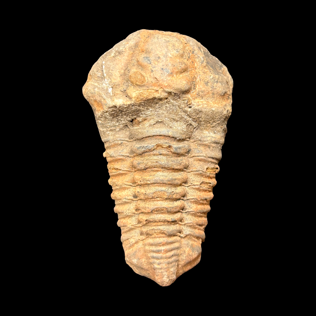 Trilobite fossil from Morocco natural prehistoric fossil single specimen front view