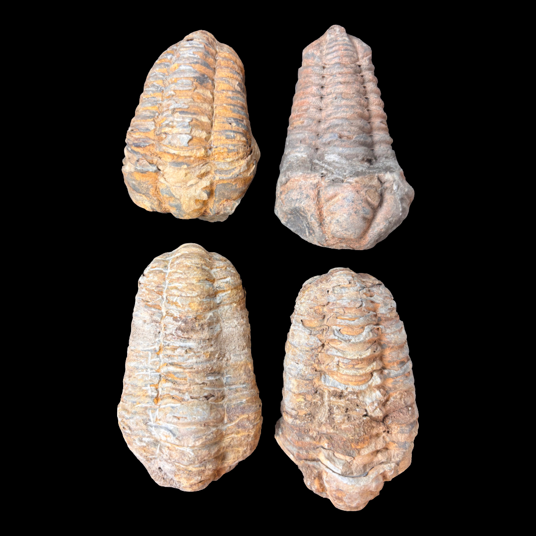 Assorted trilobite fossils natural variation shapes Morocco fossil collection