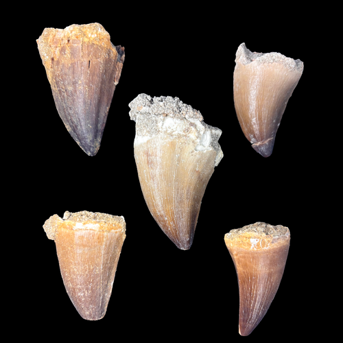 X-Large mosasaur tooth fossil from Morocco measuring 4–5 cm, Late Cretaceous marine predator tooth