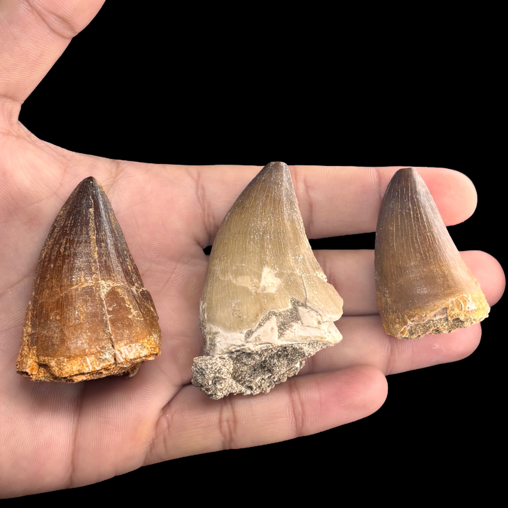 X-large mosasaur tooth fossil shown in hand for size comparison, 4–5 cm specimen