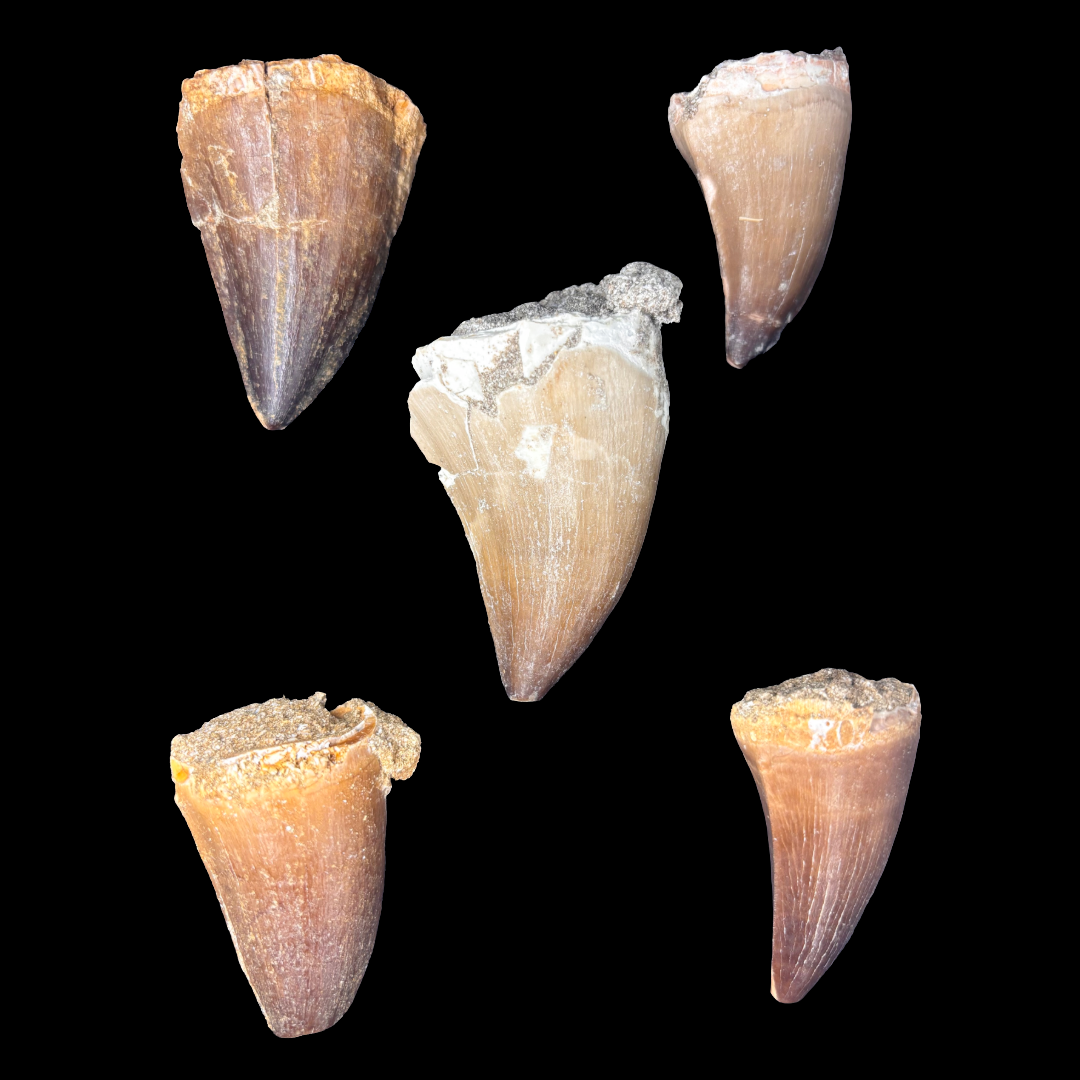 Selection of X-large mosasaur tooth fossils from Morocco, each unique and natural