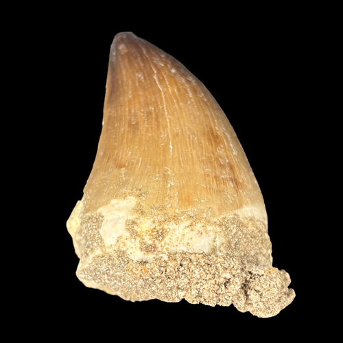 Single authentic X-large mosasaur tooth fossil from the Late Cretaceous period